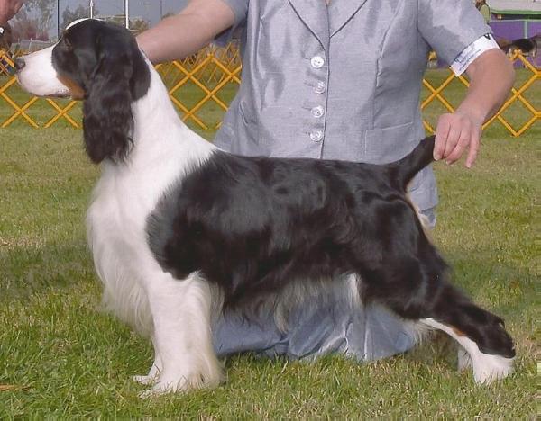 Stardom's Head Over Heels | English Springer Spaniel 