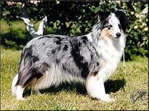 Marvithall Lady Kathy | Shetland Sheepdog 