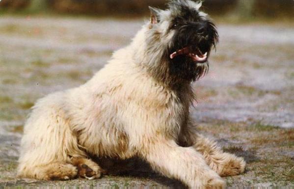 Caron Kimble v.h. Molengat | Bouvier des Flandres 