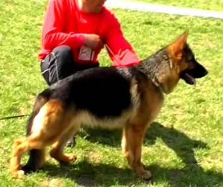 Twiggi de Bonanza | German Shepherd Dog 