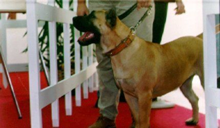 Diana de Los Cardones | Perro de Presa Canario 