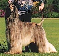 Mr Sandmans Wizard Of Quom | Afghan Hound 