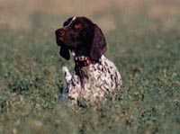 Usch vom Hege Haus | German Shorthaired Pointer 