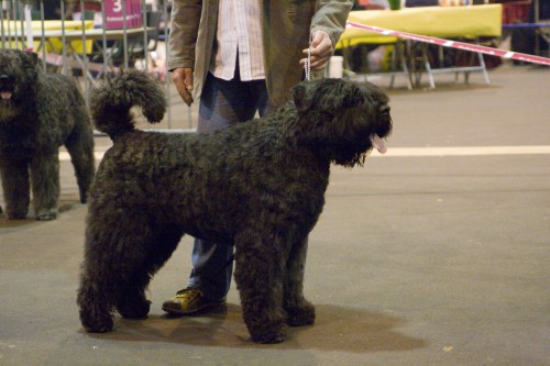 Jadon Wiggly from Loo Ally | Bouvier des Flandres 