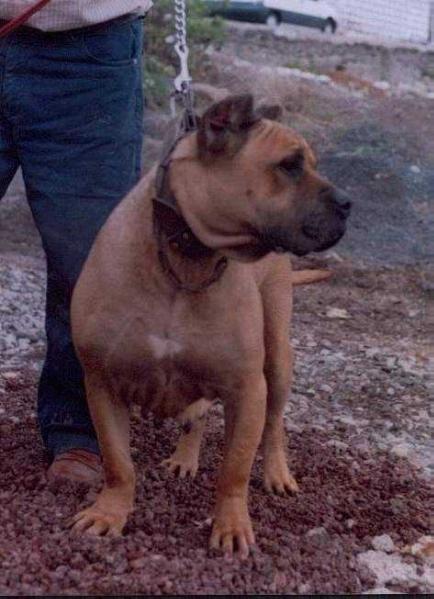 Tabona de Casa Pancho | Perro de Presa Canario 