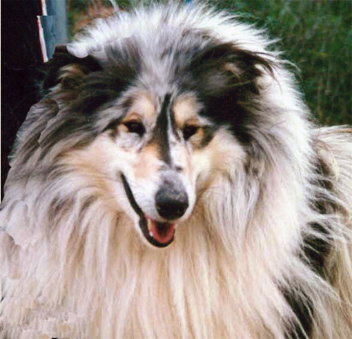 Kissy And Sunshine Blue de Frank Rough | Rough Collie 