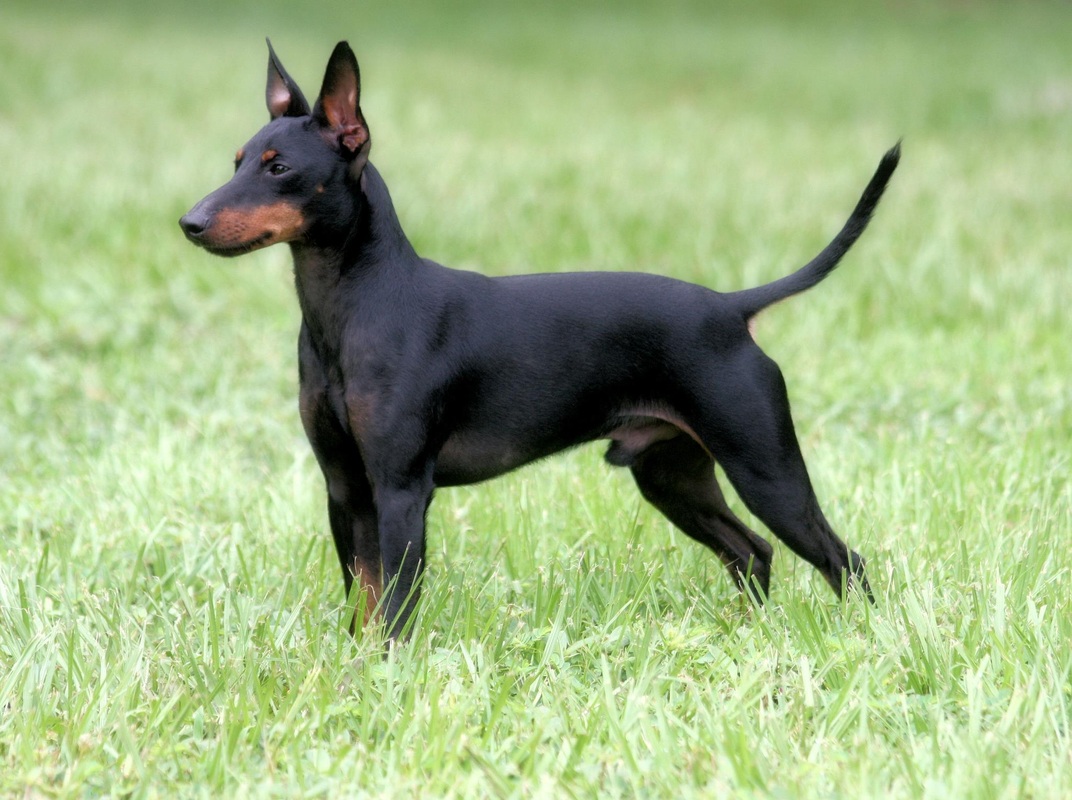Manchester Terrier