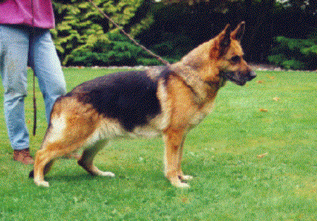 Vroni von der Roten Matter | German Shepherd Dog 