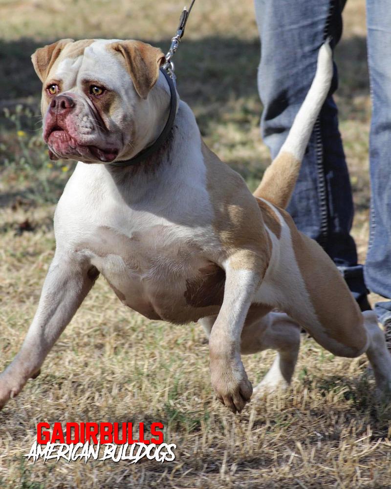 GADIRBULLS PATCH | American Bulldog 