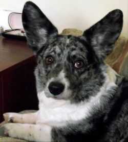 Welshdern Glas | Cardigan Welsh Corgi 