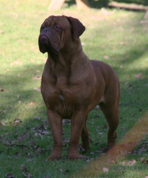 Iiiii du Joli Bief | Dogue de Bordeaux 
