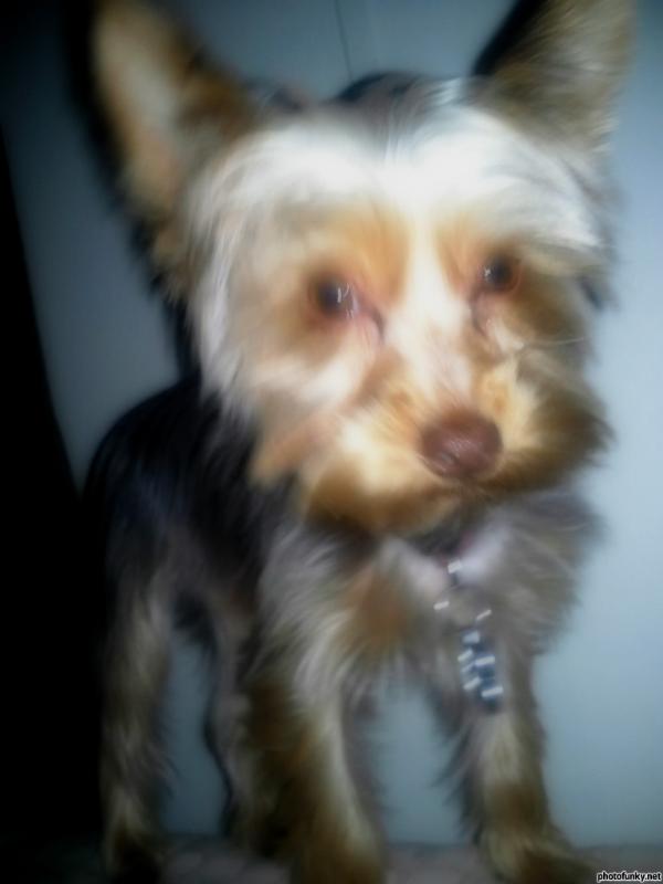 CoCo | Yorkshire Terrier 