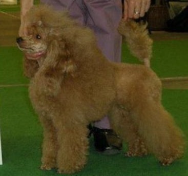 Izyaschnaya Baryshnya | Poodle 