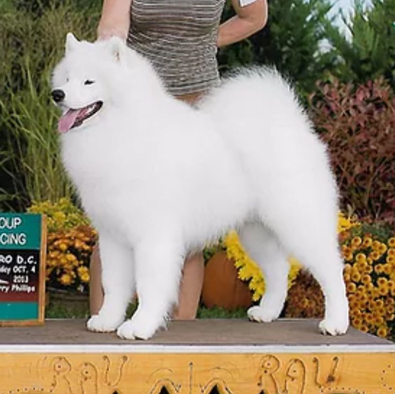 McMagic’s Mojo | Samoyed 