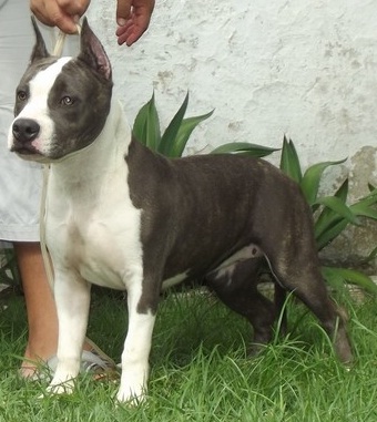 Barbie Blue PS Wytorias Pit | American Staffordshire Terrier 