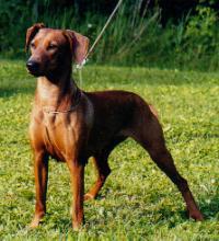 Ceriinan TANITA | German Pinscher 