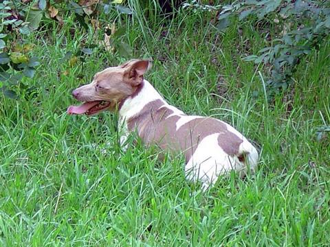 Caney Creek Captain Pearl | Rat Terrier 