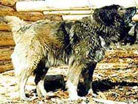 Huliganka | Caucasian Mountain Dog 