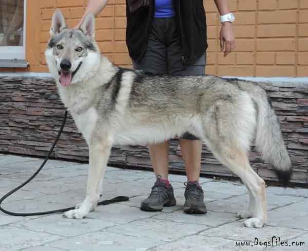 Argentum volf iz vitairii | Czechoslovakian Wolfdog 