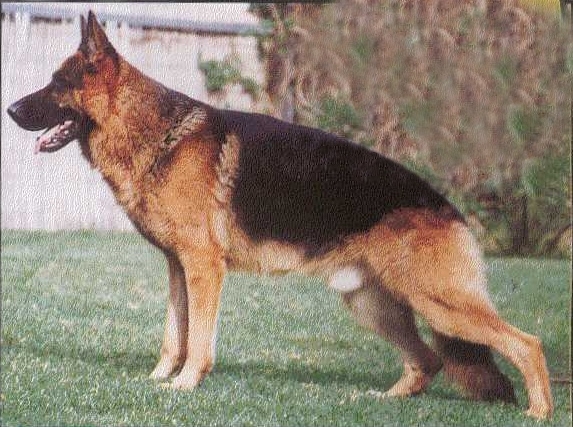 Peer von Basilisk | German Shepherd Dog 