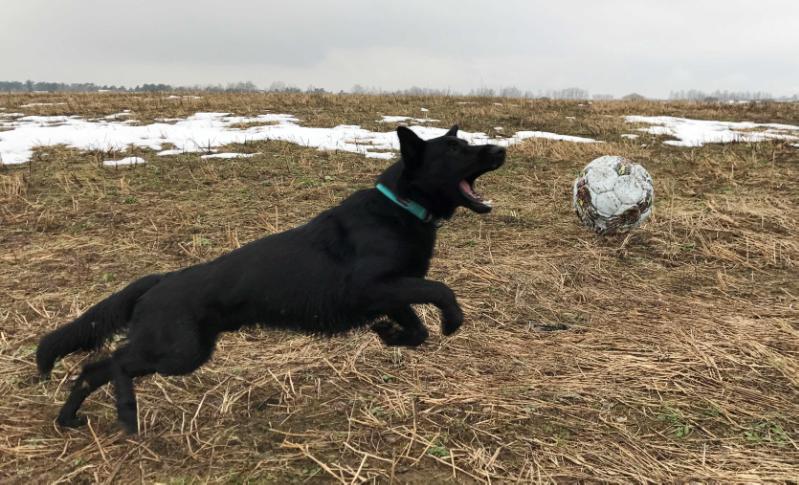 Sarin iz doma Slavija | German Shepherd Dog 