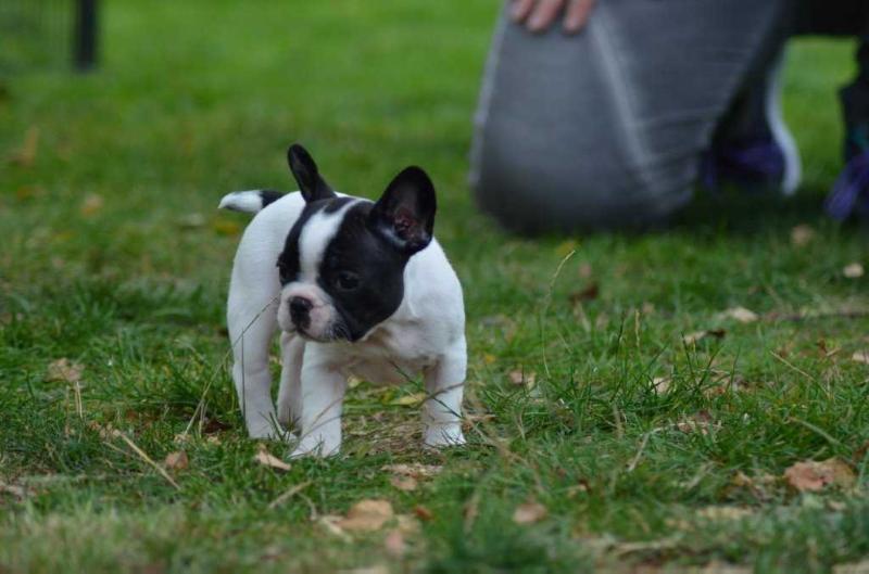 the little rascals Bounty | French Bulldog 