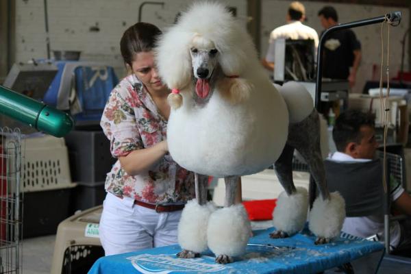 Mona Lisa Quindim | Poodle 