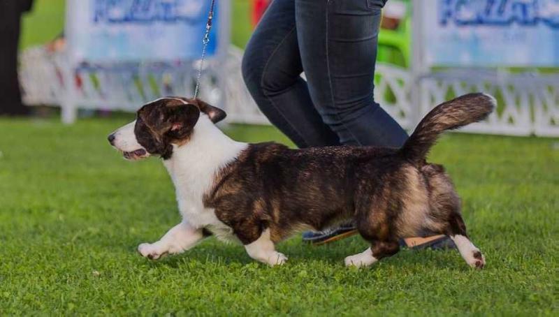 Astersland Never Promising Anything | Cardigan Welsh Corgi 