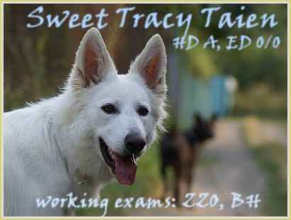 Sweet Tracy Taien, HD A, ED 0/0, | White Swiss Shepherd Dog 