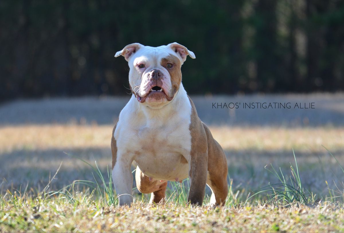 KHAOS' INSTIGATING ALLIE | Olde English Bulldogge 