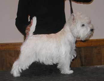 Dumiland Another Level | West Highland White Terrier 