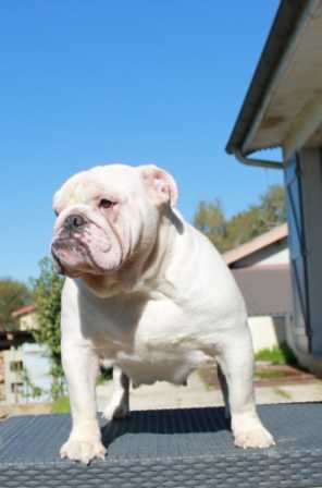 Gloria | Olde English Bulldogge 