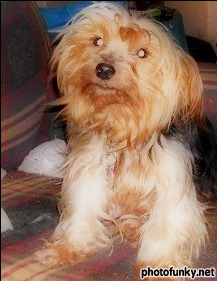 Pooka Lollie Sundrop | Yorkshire Terrier 