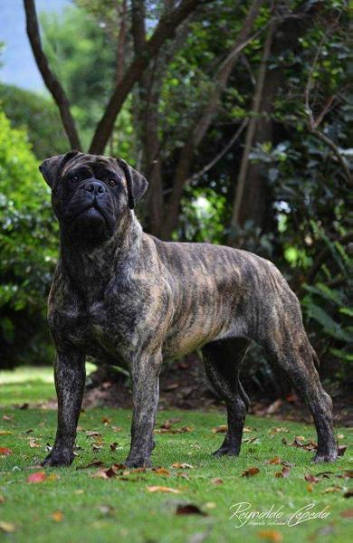 La Balsa Macana | Bullmastiff 