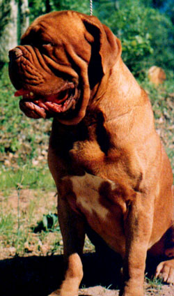 Ubu Van Alcarinque (Park Ave Ubu Van Alcarinque) | Dogue de Bordeaux 