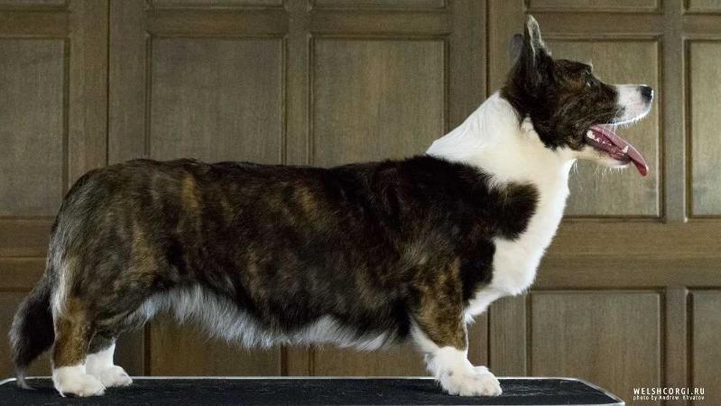 Kilvroch Demeter At Aethwy | Cardigan Welsh Corgi 