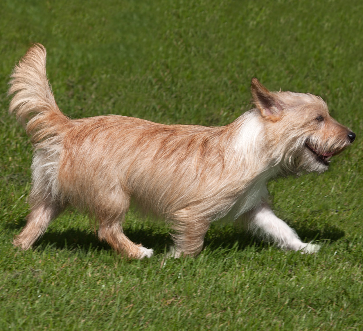 Portuguese Podengo