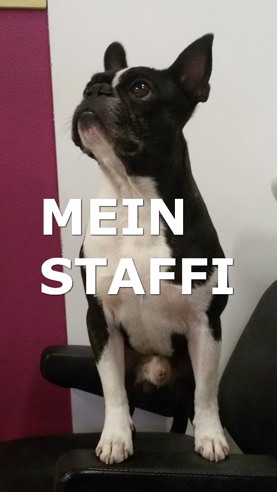 Mein staffi alpha | Boston Terrier 