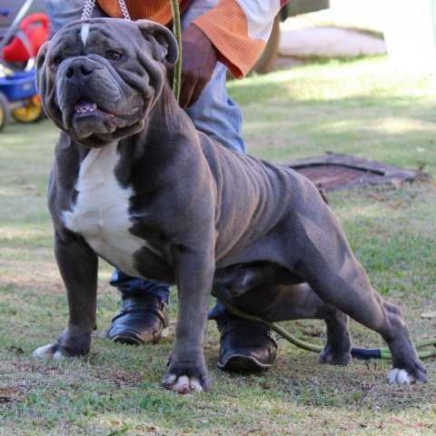 Wolverine Molosso di jerivá | Olde English Bulldogge 