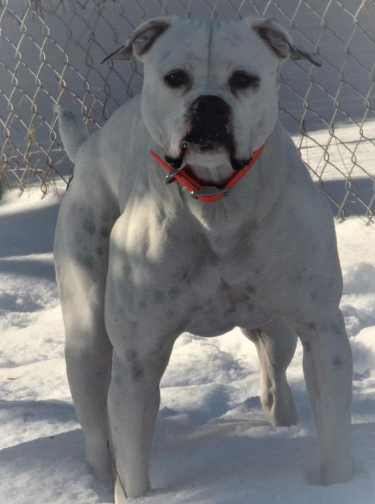 FaithFullBull's Monica la Mitraille aka Mona | American Bulldog 