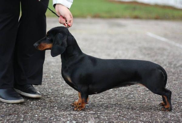 Jägervision Black Pearl | Dachshund 