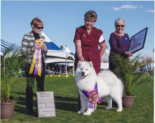 Promise's Mikey Likes Everything | Samoyed 