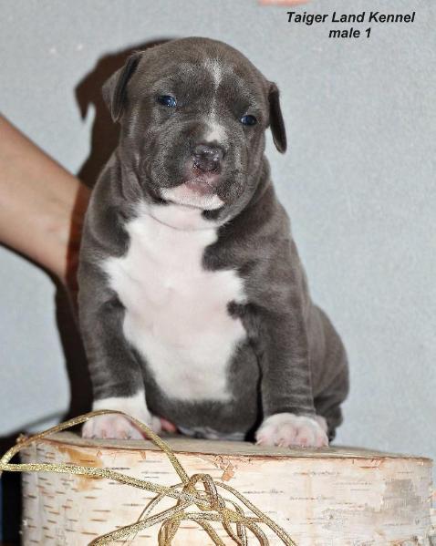 Taiger Land Foxsford | American Staffordshire Terrier 