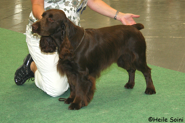 Sandscape highland light | Field Spaniel 