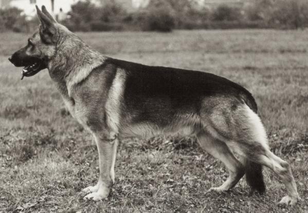 Lido von der Wienerau | German Shepherd Dog 