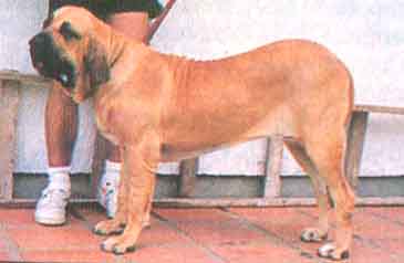 Aretuza Baguera do Borghetto | Fila Brasileiro 