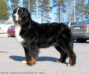 Arancha Vom rummelsbach | Bernese Mountain Dog 