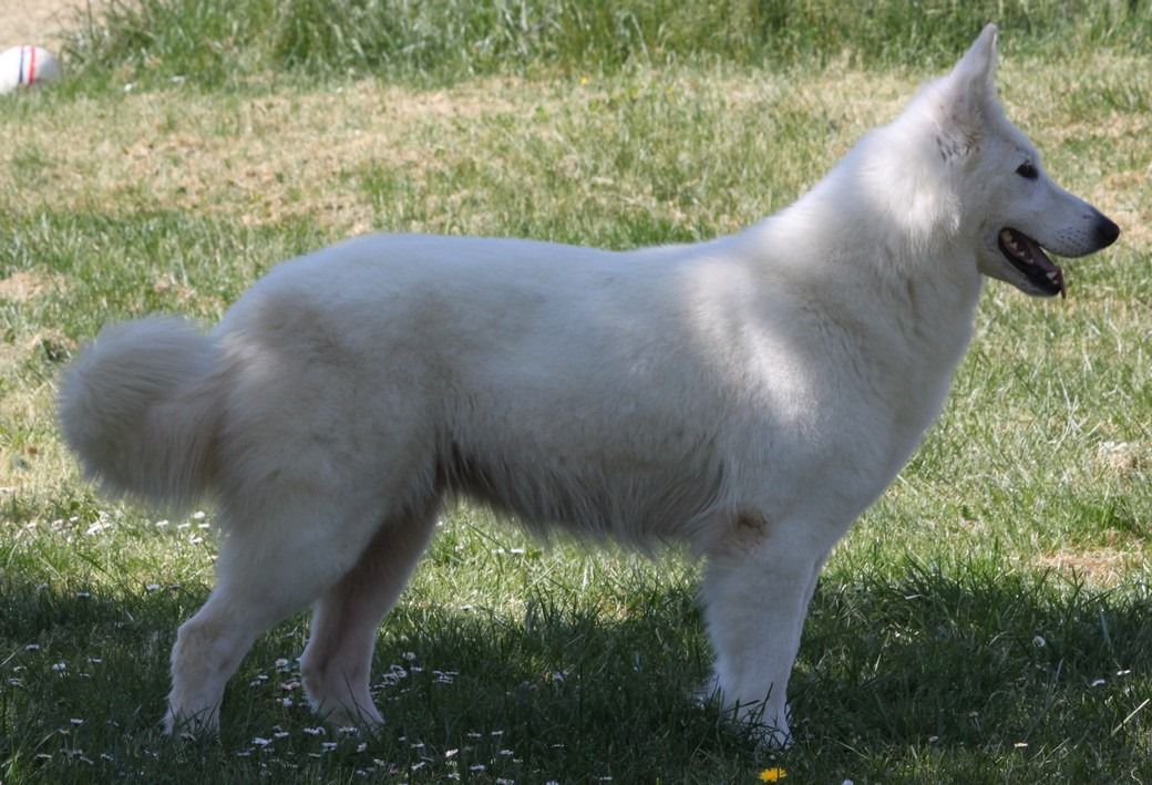 Mystère de la Tour de Babel | White Swiss Shepherd Dog 