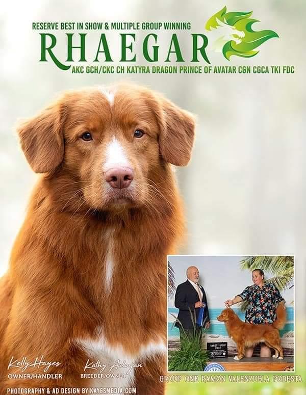 Katyra Dragon Prince Of Avatar | Nova Scotia Duck Tolling Retriever 