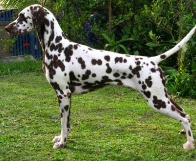 JILLOC'S XPENSIVE TICKET | Dalmatian 